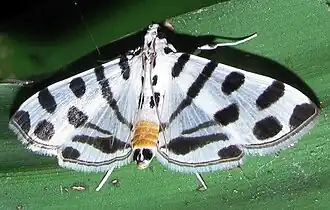 Pycnarmon jaguaralis