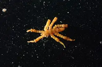 Pycnogonum (Nulloviger) lobipes