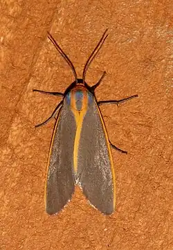 Pygarctia abdominalis