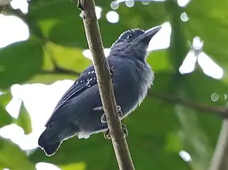 Vlekvleugelmierklauwier