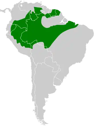 Vlekvleugelmierklauwier