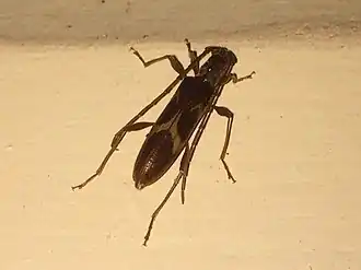 Pygmodeon validicorne