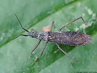 Pygolampis bidentata