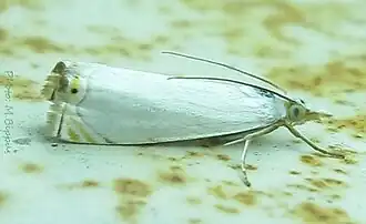 Microcrambon paphiellus