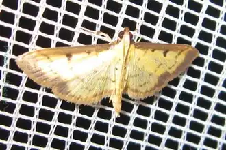 Cristabotys pastrinalis