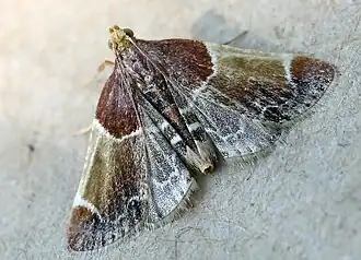 Pyralis farinalis