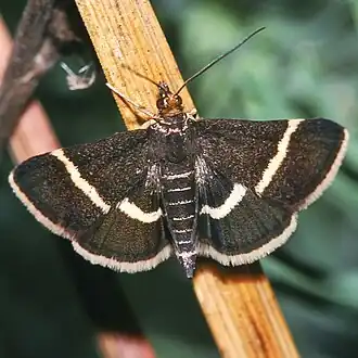 Pyrausta cingulata