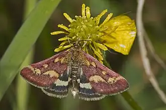 Pyrausta purpuralisPurpermotje