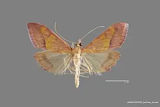 Pyrausta arizonicalis