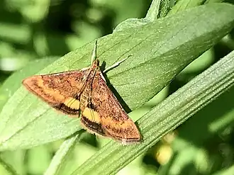 Pyrausta californicalis