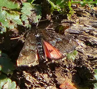 Pyrausta dapalis