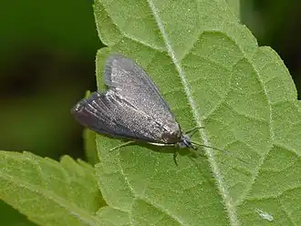 Pyrausta demantrialis