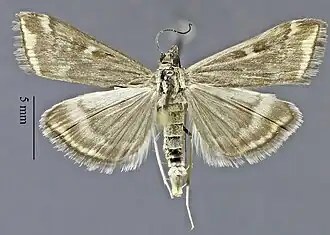 Pyrausta flavibrunnea