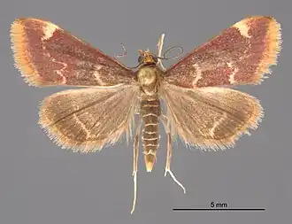 Pyrausta inveterascalis