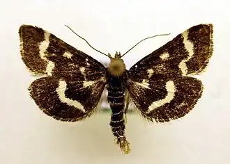Pyrausta nigrataStiptijmmot