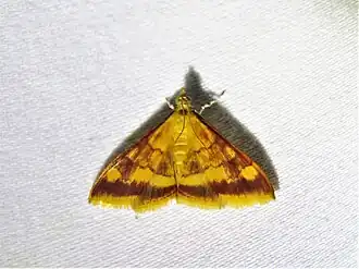 Pyrausta pseudonythesalis