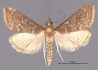 Pyrausta roseivestalis