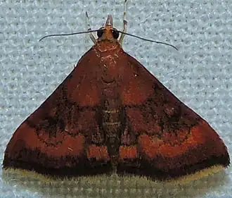 Pyrausta rubricalis