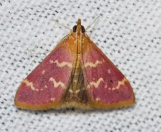 Pyrausta signatalis