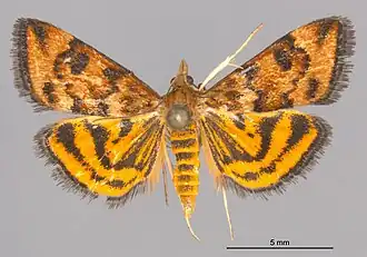 Pyrausta subsequalis
