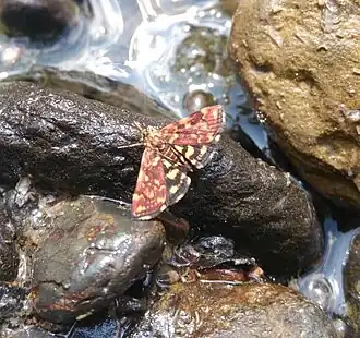 Pyrausta trizonalis