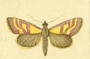 Pyrausta virginalis