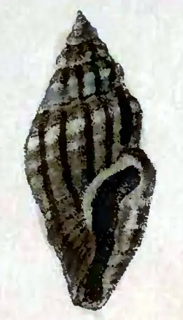 Pyrgocythara guarani