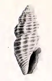 Pyrgocythara helena