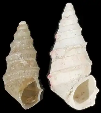 Pyrgula annulata