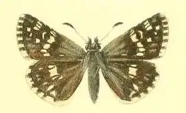 Pyrgus alpinus
