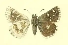 Pyrgus cashmirensis
