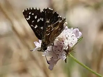 Frans spikkeldikkopje