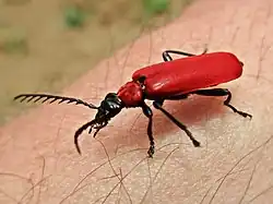 Zwartkopvuurkever (Pyrochroa coccinea)
