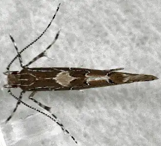 Pyroderces apparitella