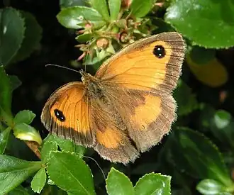 Oranje zandoogje(Pyronia tithonus)