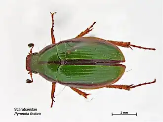 Colymbomorphini