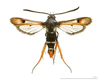 Pyropteron chrysidiformeZuringwespvlinder