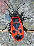 Vuurwants (Pyrrhocoris apterus)