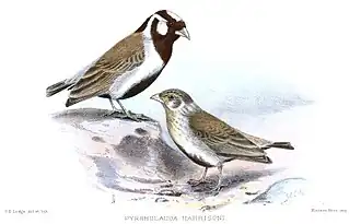 Somalische vinkleeuwerik