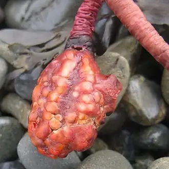 Pyura pachydermatina