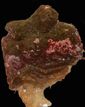 Pyura stolonifera