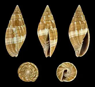 Mitra variabilis