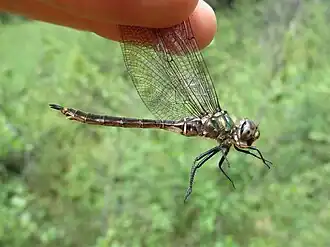 Somatochlora brevicincta