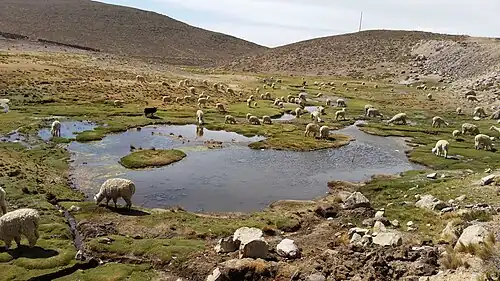 Bij het Soncollo-ravijn, noordoostelijk van de stad Arequipa, Peru