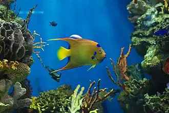 Een keizersvis in het aquarium