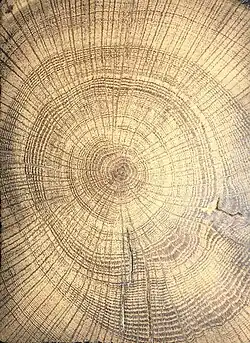 Doorsnee stam zomereik