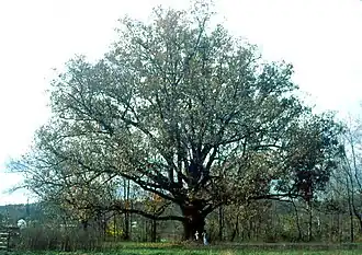 Amerikaanse witte eik