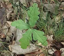 Zomereik (Quercus robur)(een tweezaadlobbige)
