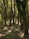 Het bos Kalifront