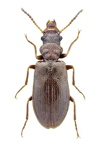 Rabocerus gabrieli